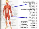 أرقام وأعداد في جسم الإنسان