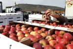 - الاحتلال الاسرائيلي يرفض عبور شحنات تفاح أهلنا في الجولان إلى سورية 