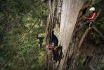 - علماء بيئة يخاطرون ويتسلقون أطول شجرة في العالم
